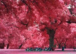 Pink tree